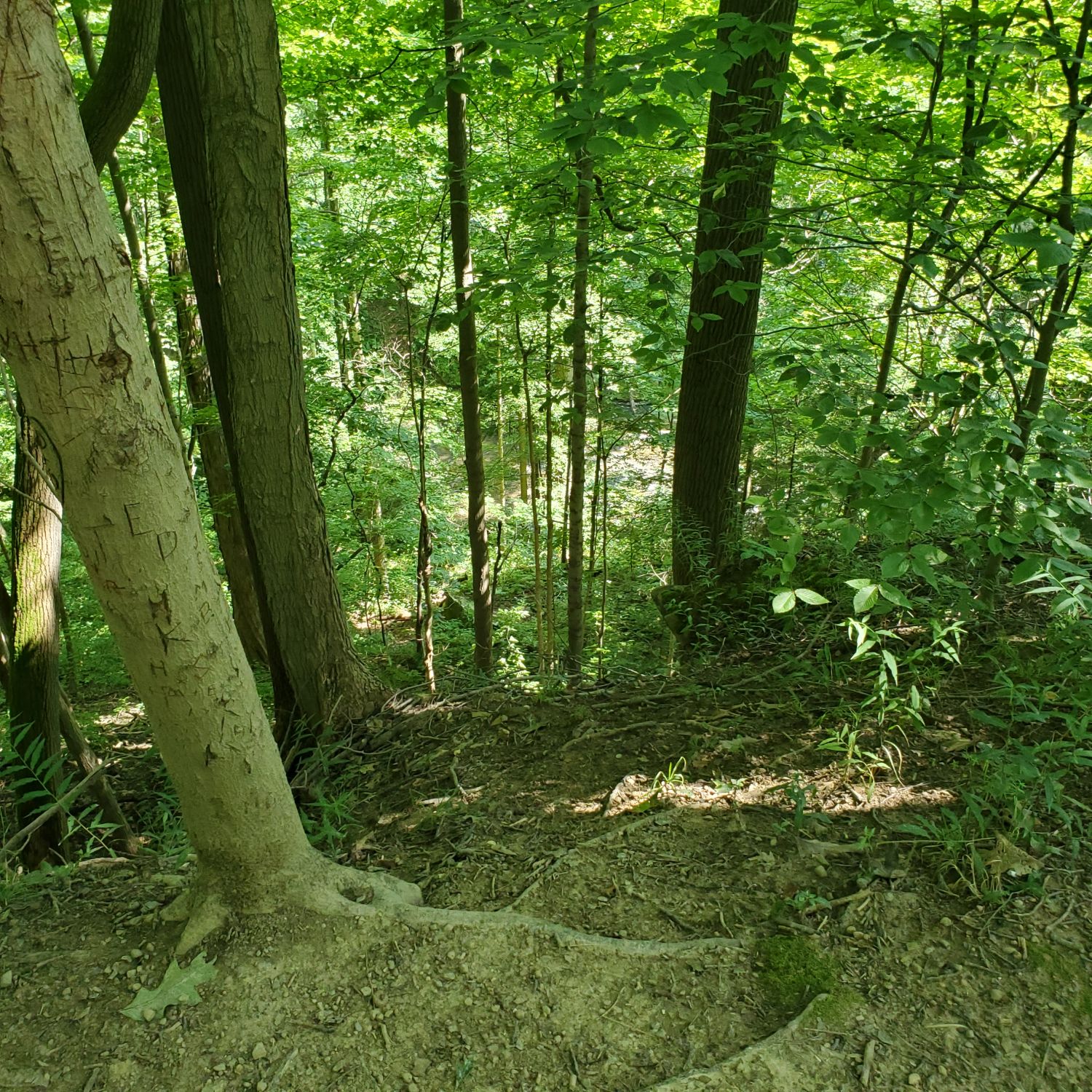 Stanford and Brandywine Gorge Trails 